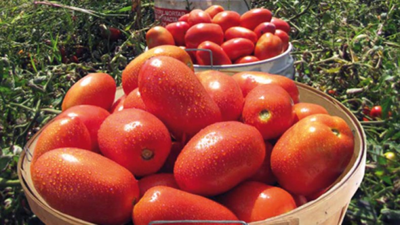 البيروقراطية تتحدى “التحدي” والنصوص التشريعية لتحدث شللا في إقلاع المشاريع الفلاحية