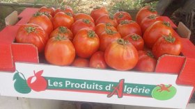 “تعليب ممتاز” بدل أكياس لتصدير 210 آلاف طن من الخضر الجزائرية