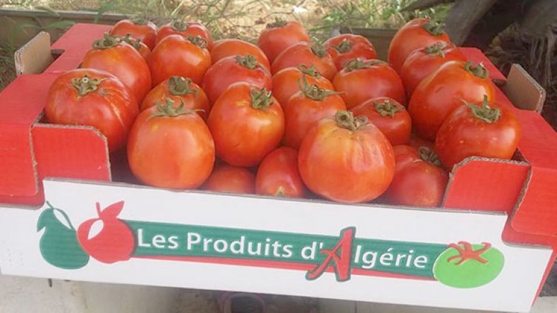 “تعليب ممتاز” بدل أكياس لتصدير 210 آلاف طن من الخضر الجزائرية