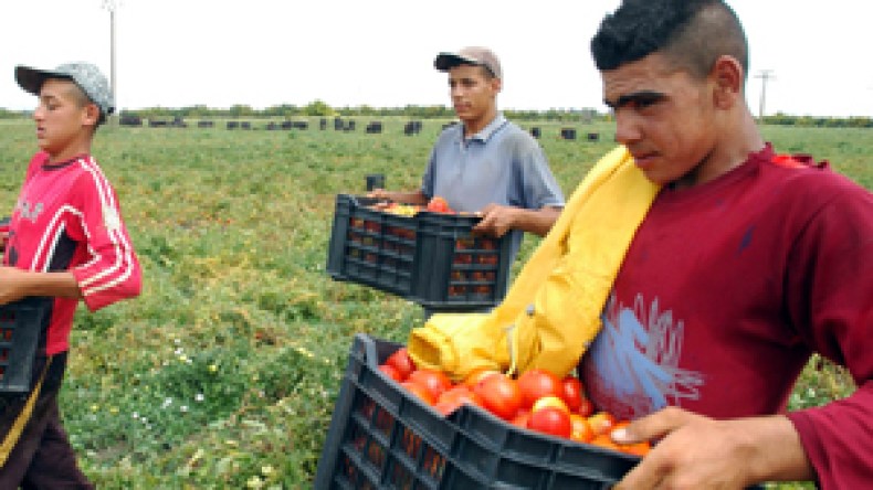 خسائر بالملايير بسبب بيع مصنع للطماطم الصناعية بطريقة مشبوهة