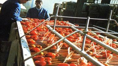Tomate industrielle : la production en hausse de 6,5% en 2012