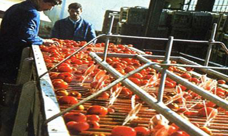 Tomate industrielle : la production en hausse de 6,5% en 2012