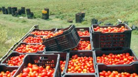 وحدة  لتحويل  الطماطم  بـ266  مليار  تباع  بـ18  مليارا  فقط