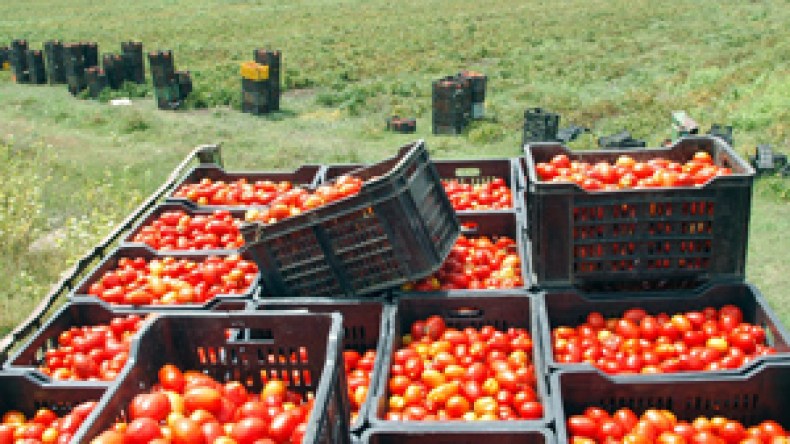 وحدة  لتحويل  الطماطم  بـ266  مليار  تباع  بـ18  مليارا  فقط