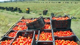 Lethal insect wreaks havoc in tomato harvest in Mostaganem
