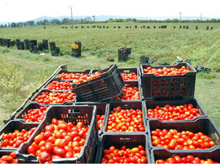 Lethal insect wreaks havoc in tomato harvest in Mostaganem