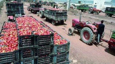Recul de production de la tomate industrielle : les banques en seraient la cause