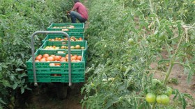 مستثمرة “الأمراء الثلاثة” تنتظر مساحات مهيأة لإحداث إقلاع فلاحي