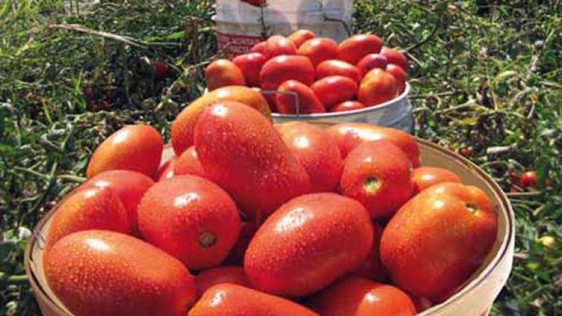 الحكومة تقرّر زيادة دعم تطوير السبل العصرية للإنتاج الفلاحي