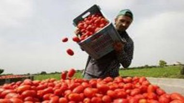 Cueillette de tomate à Guelma : un vrai défi en raison de la canicule et du jeûne