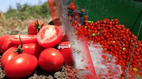 إنتاج 15 مليون قنطار من الطماطم الصناعية