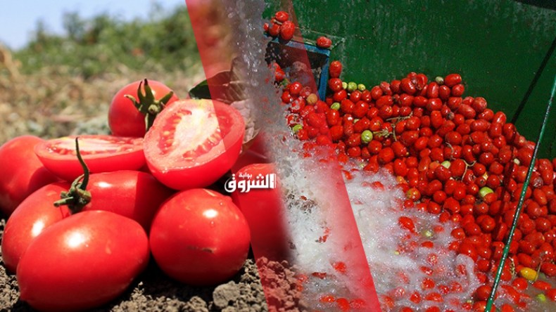 إنتاج 15 مليون قنطار من الطماطم الصناعية