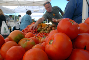 Algerian government supports industrial tomatoes production