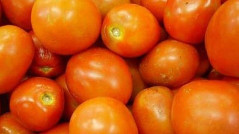 الحكومة تقرر تدعيم الطماطم الصناعية بعد اغراق السوق بالانتاج المستورد