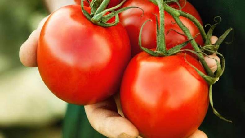 إياك وحفظ الطماطم في الثلاجة.. والسبب!