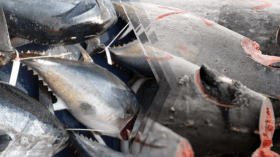 الحكومة تراجع شروط الترخيص لصيد التونة الحمراء في المياه الجزائرية