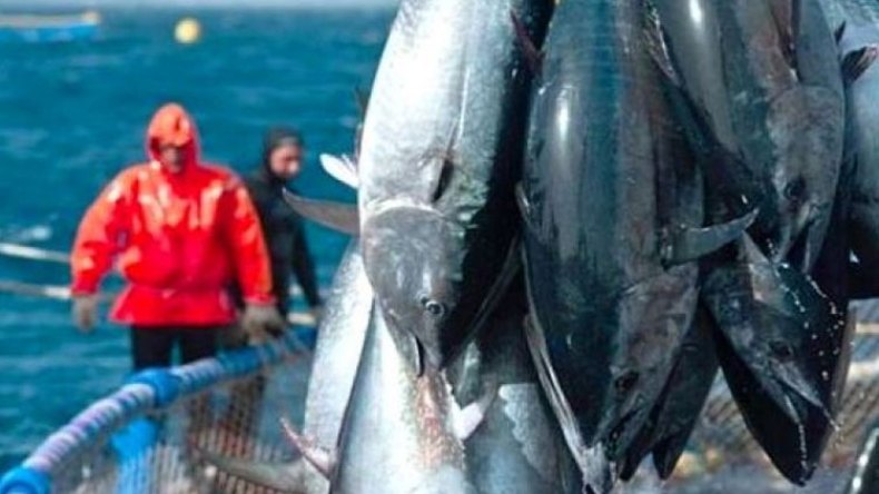 الاستنجاد بالكرواتيين لتسمين التونة الحمراء في الجزائر
