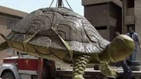 سلحفاة عملاقة تثير الهلع بعين تموشنت