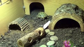 رواج تربية السلاحف للقضاء على الروتين المنزلي