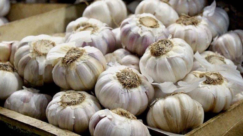 ندرة حادة للثوم بالأسواق رغم استمرار الجني وسعر الكيلوغرام يتجاوز الـ500 دج