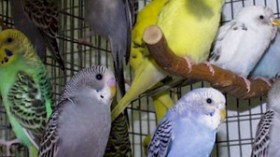 إفشال محاولة تهريب 100 طائر نادر بعين تموشنت