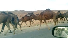 مربو الإبل بالوادي يستنجدون بالسلطات العليا لإنقاذ هذه الثروة
