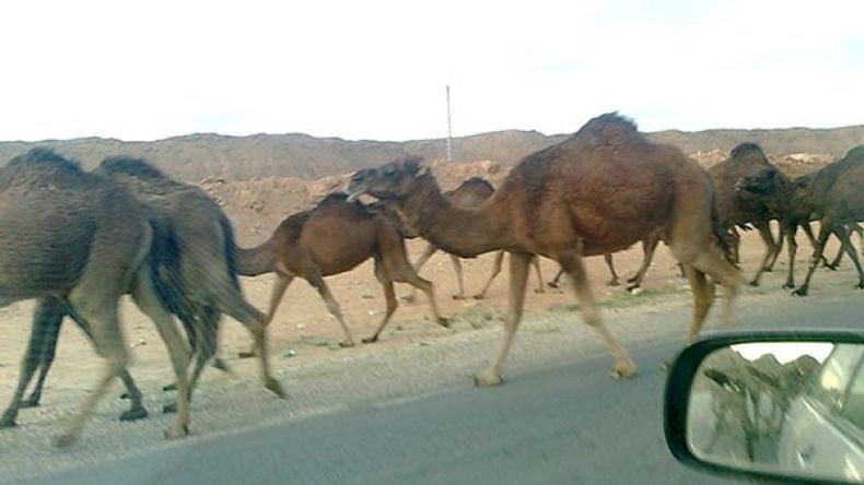 مربو الإبل بالوادي يستنجدون بالسلطات العليا لإنقاذ هذه الثروة