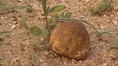 Ain Skhouna prise d’assaut par les amateurs de la cueillette des truffes