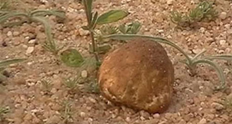 Ain Skhouna prise d’assaut par les amateurs de la cueillette des truffes