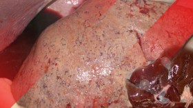 وزارة الصحة تحذر من انتشار الكيس المائي يوم العيد