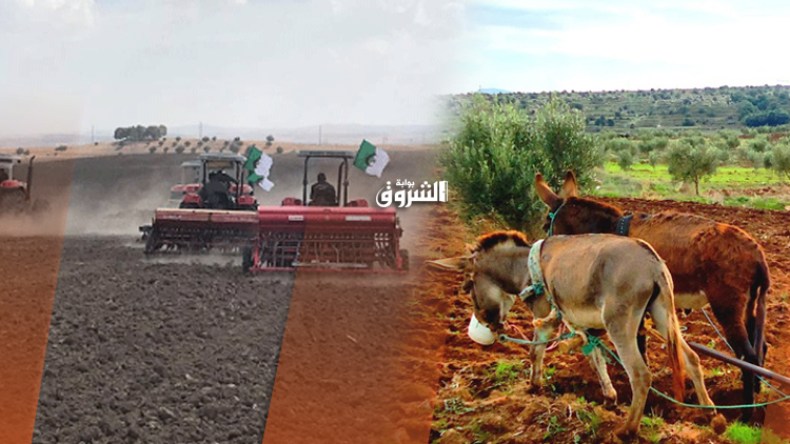 طقوس مثيرة خلال حملات الحرث والبذر التقليدية بالأوراس