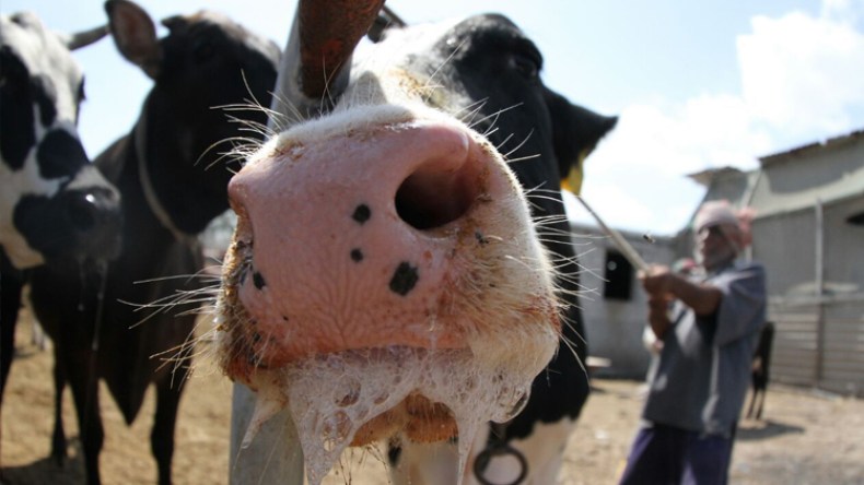 اكتشاف بؤرة جديدة للحمى القلاعية بالبويرة