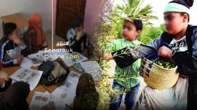 أطفال يغزون حقول الزيتون لدفع تكاليف الدروس الخصوصية