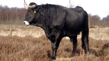 Spanish halal meat on Algerian tables in Ramadan