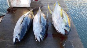 16 متعاملا يتنافسون لإصطياد 1000 طن من سمك التونة