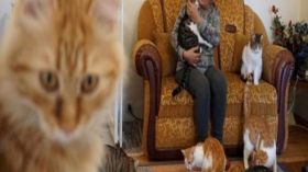 تركية تربي 70 قطّة وتتقاسم معها منحة تقاعدها