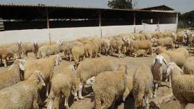 ارتفاع أسعار أضاحي العـيد بداية الأسبوع بالجلفة