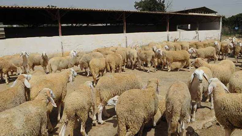 ارتفاع أسعار أضاحي العـيد بداية الأسبوع بالجلفة