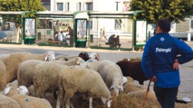 منع‭ ‬بيع‭ ‬ماشية‭ ‬العيد في الشوارع دون رخصة‭ ‬