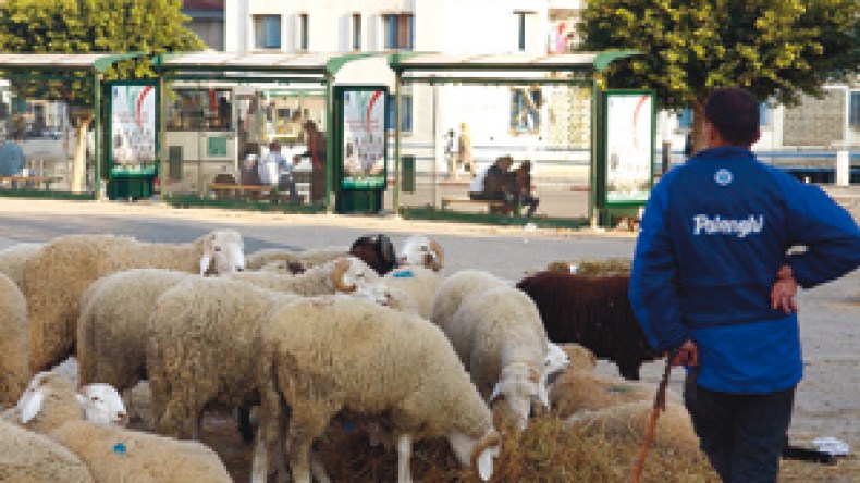 منع‭ ‬بيع‭ ‬ماشية‭ ‬العيد في الشوارع دون رخصة‭ ‬
