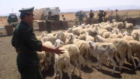 السجن للجزارين الذين يبيعون لحوما غير مؤشرة من البياطرة