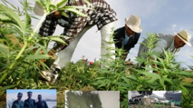 تجار المخدرات اشتروا أحياء بأكملها في مغنية والوادي والعاصمة