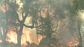 الحرائق تلتهم أكثر من 5000 هكتار من غابة بني صالح المحمية من اليونيسكو