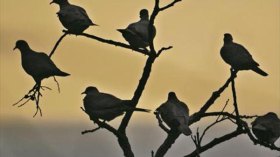 تتويج جزائري آخر في مسابقة نظمها تلفزيون قطري