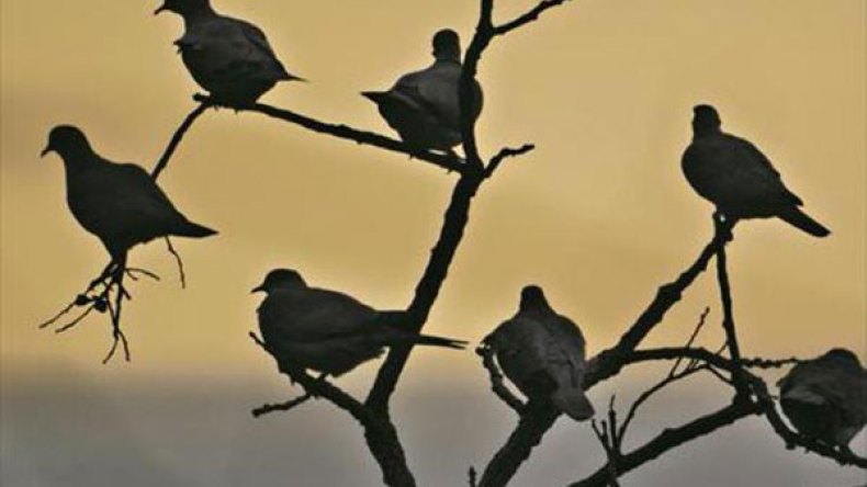 تتويج جزائري آخر في مسابقة نظمها تلفزيون قطري