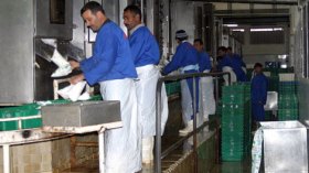 مجمّع الحليب GIPLAIT ملزم برفع الإنتاج لتجاوز الندرة