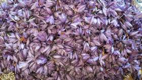 الشروع في  إنتاج أغلى بهار في العالم بباتنة