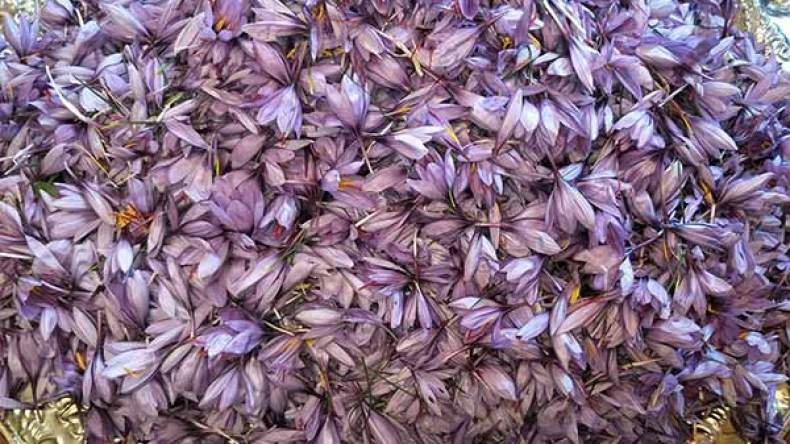 الشروع في  إنتاج أغلى بهار في العالم بباتنة