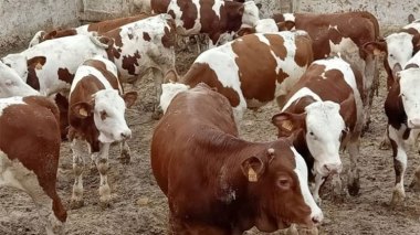 Algeria “Freezes” Import Of Spanish Calves