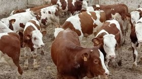 الجزائر “تجمد” استيراد العجول الإسبانية